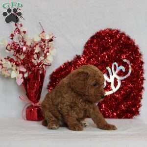 Nile, Mini Goldendoodle Puppy